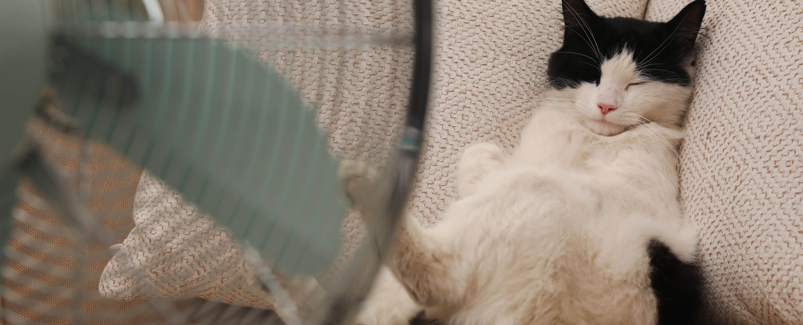 Wie Kann Ich Meiner Katze Die Hitze Erträglicher Machen baufuchs-vos.de